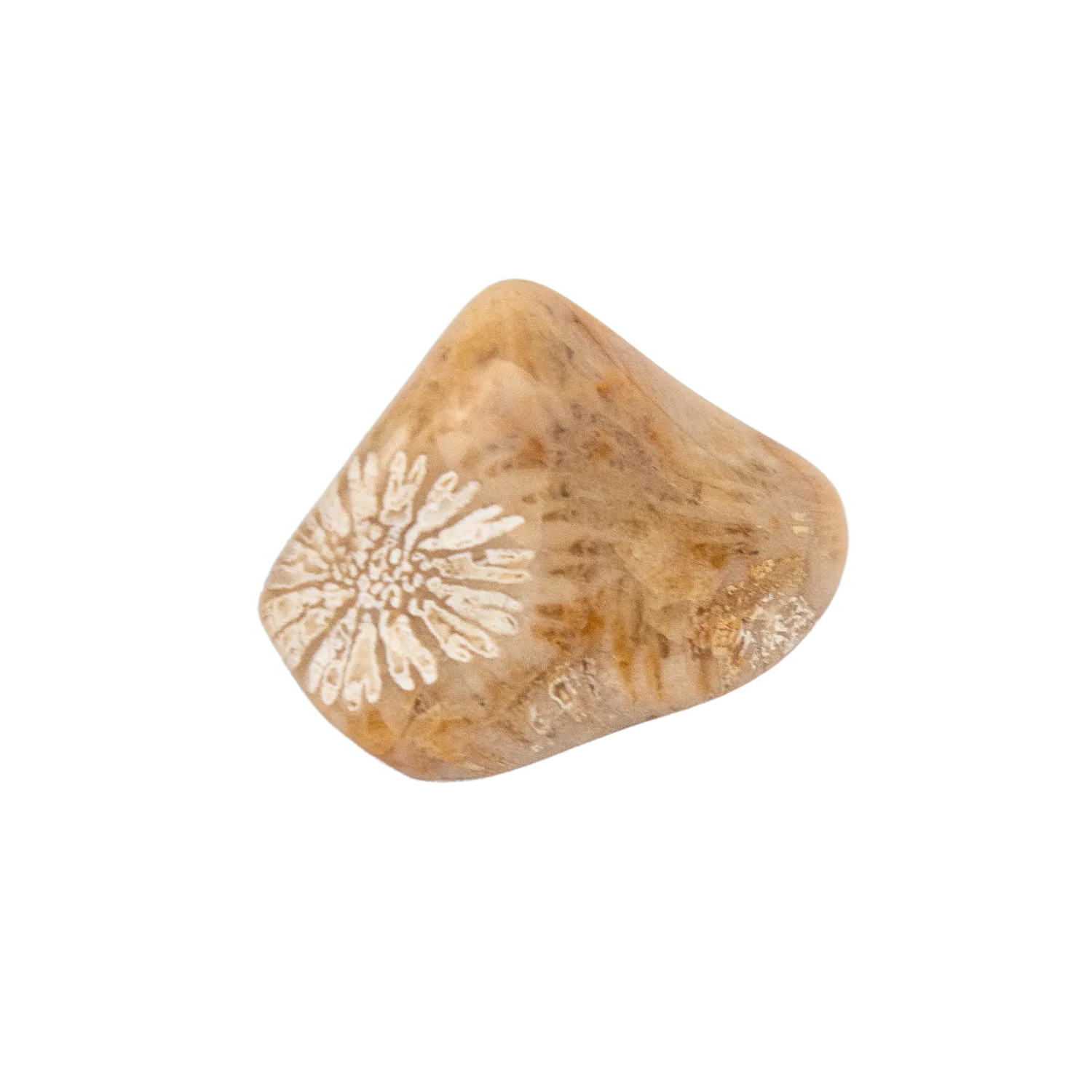 Coral Fossil Stone