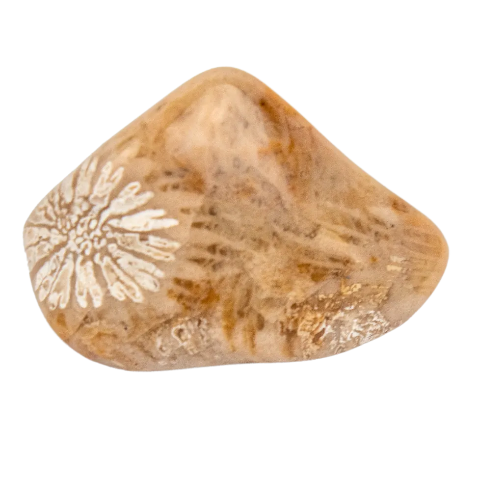 Coral Fossil Stone